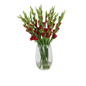 Artificial-Gladiolus-Black-Red-set-in-A-glass-vase-(C207BKRD)-BlackRed-75cm